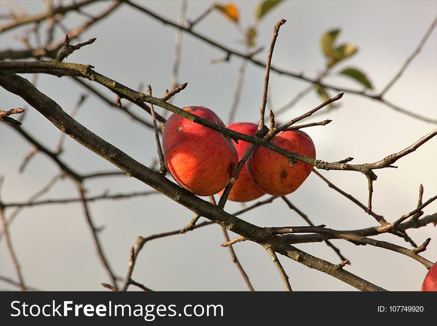 Branch, Tree, Twig, Fruit