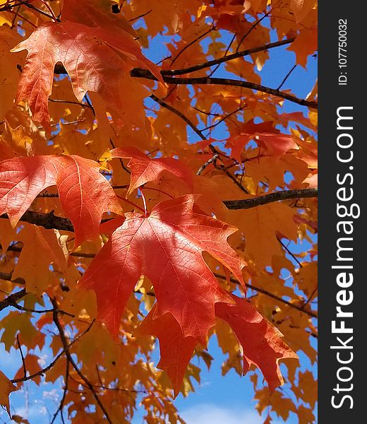 Maple Leaf, Leaf, Autumn, Tree