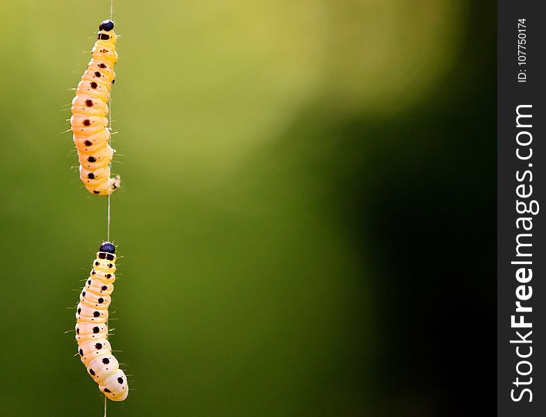 Insect, Caterpillar, Macro Photography, Larva