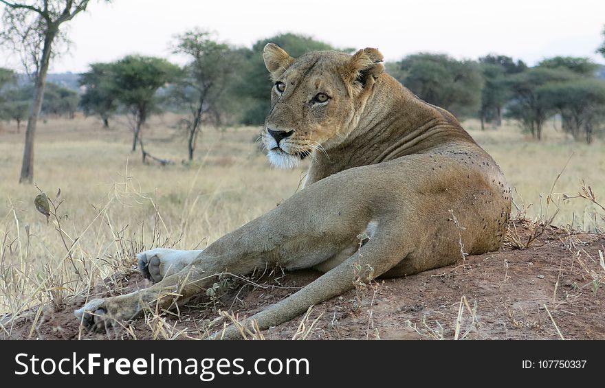 Wildlife, Lion, Terrestrial Animal, Masai Lion