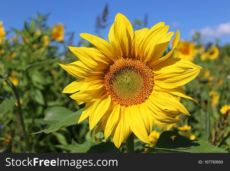 Flower, Sunflower, Yellow, Sunflower Seed