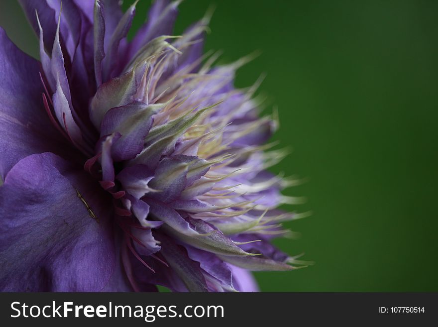 Flower, Purple, Close Up, Wildflower