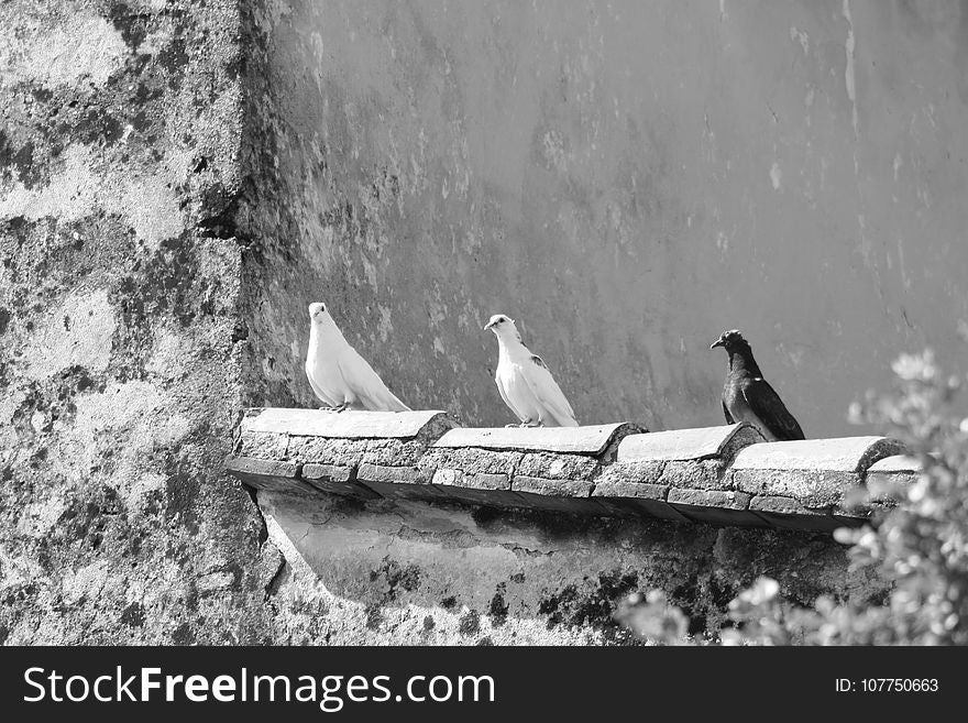 Black And White, Monochrome Photography, Bird, Photography
