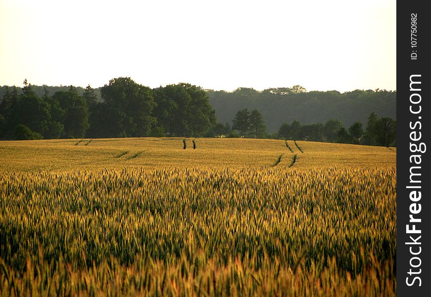 Field, Crop, Agriculture, Grass Family