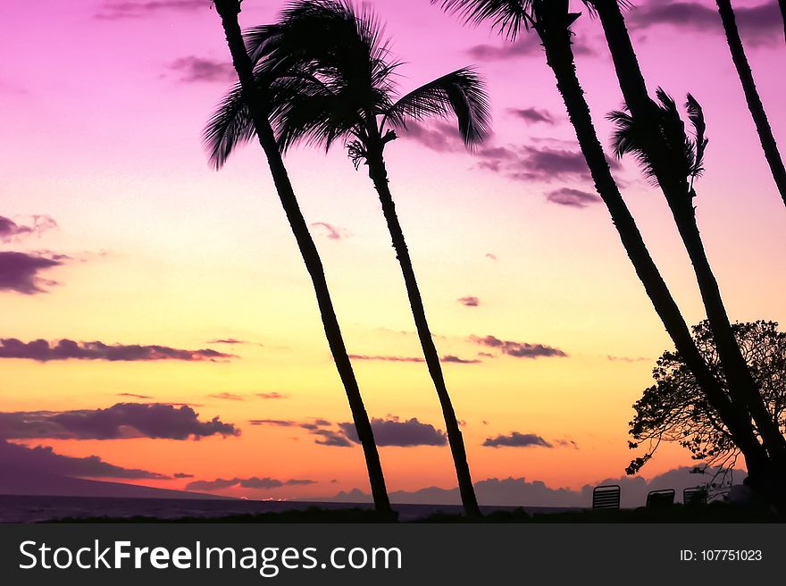 Sky, Palm Tree, Sunset, Arecales
