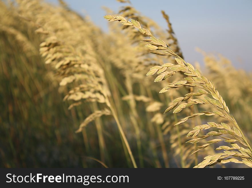Wheat, Food Grain, Grass Family, Grain