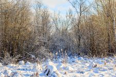 Winter Frosty Sunny Landscape Royalty Free Stock Photo Winter Frosty Sunny Landscape Royalty Free Stock Photo