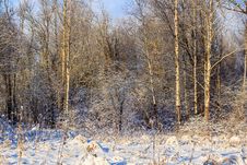 Winter Frosty Sunny Landscape Stock Image Winter Frosty Sunny Landscape Stock Image