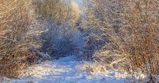 Winter Frosty Sunny Landscape Royalty Free Stock Images Winter Frosty Sunny Landscape Royalty Free Stock Images