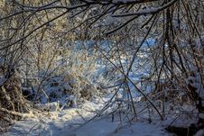 Winter Frosty Sunny Landscape Royalty Free Stock Image Winter Frosty Sunny Landscape Royalty Free Stock Image