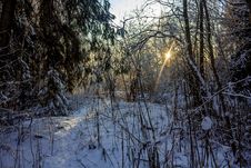 Winter Frosty Sunny Landscape Stock Photo Winter Frosty Sunny Landscape Stock Photo