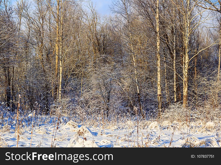 Winter Frosty Sunny Landscape