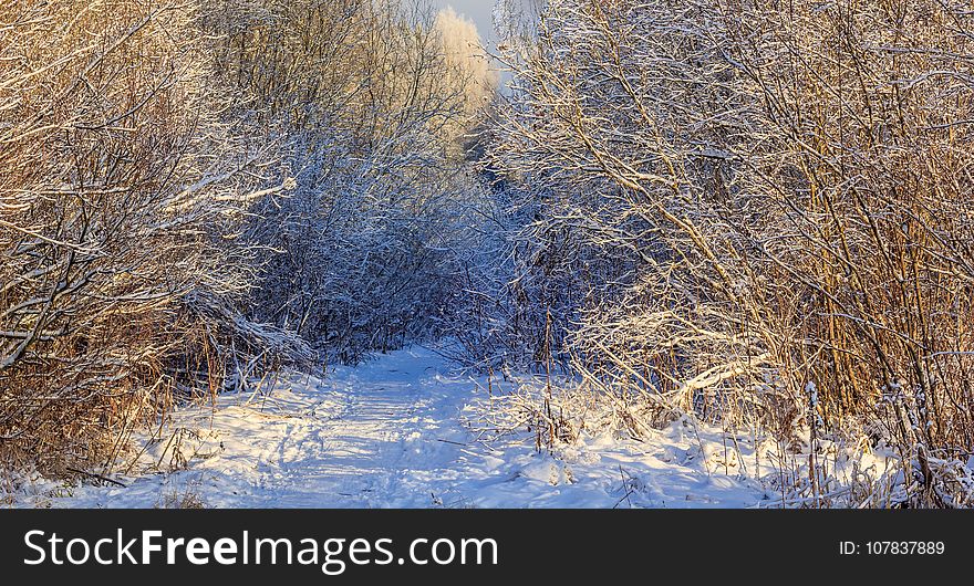 Winter frosty sunny landscape