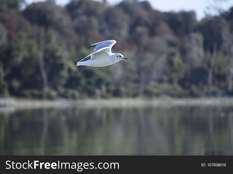 Bird, Ecosystem, Seabird, Water