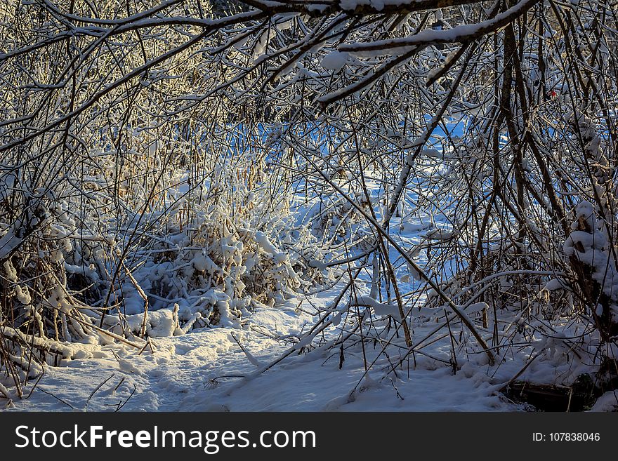 Winter frosty sunny landscape