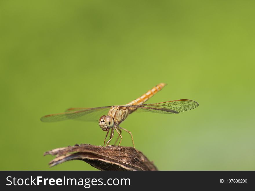 Dragonfly, Insect, Dragonflies And Damseflies, Damselfly