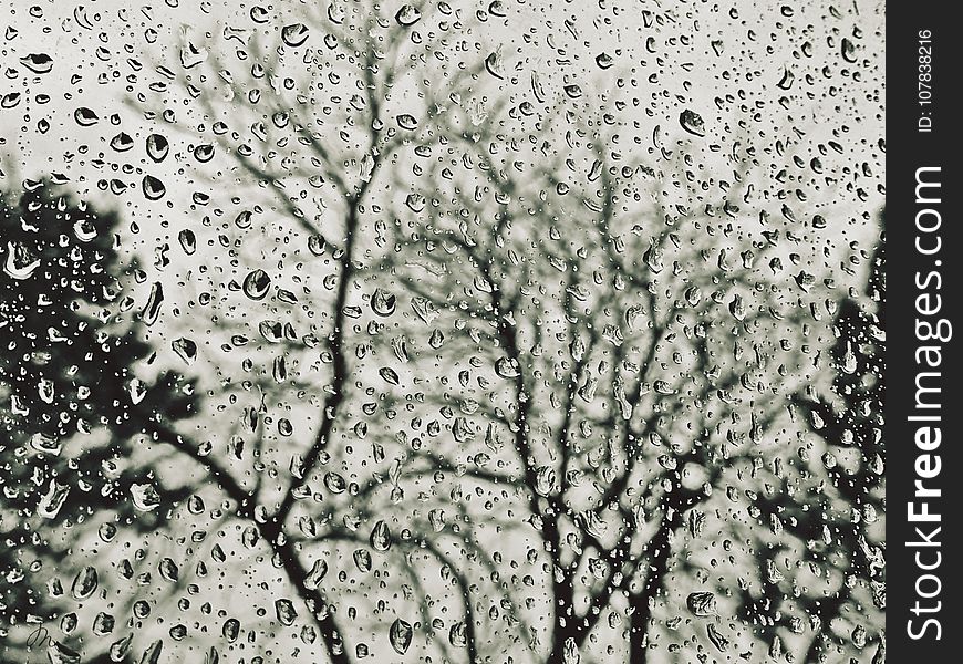 Water, Tree, Black And White, Branch