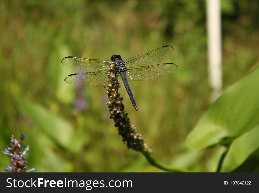 Dragonfly, Insect, Dragonflies And Damseflies, Damselfly