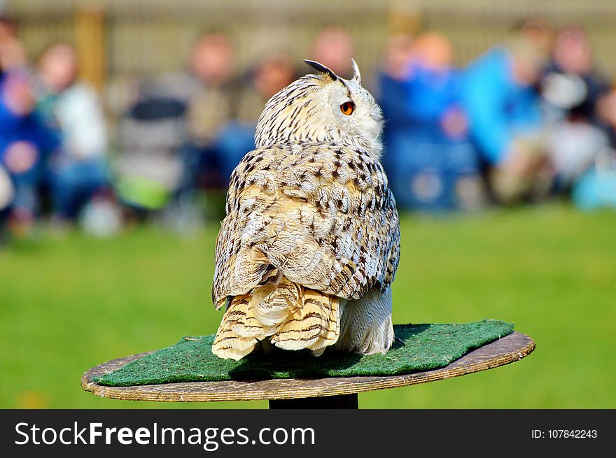 Owl, Bird, Fauna, Beak