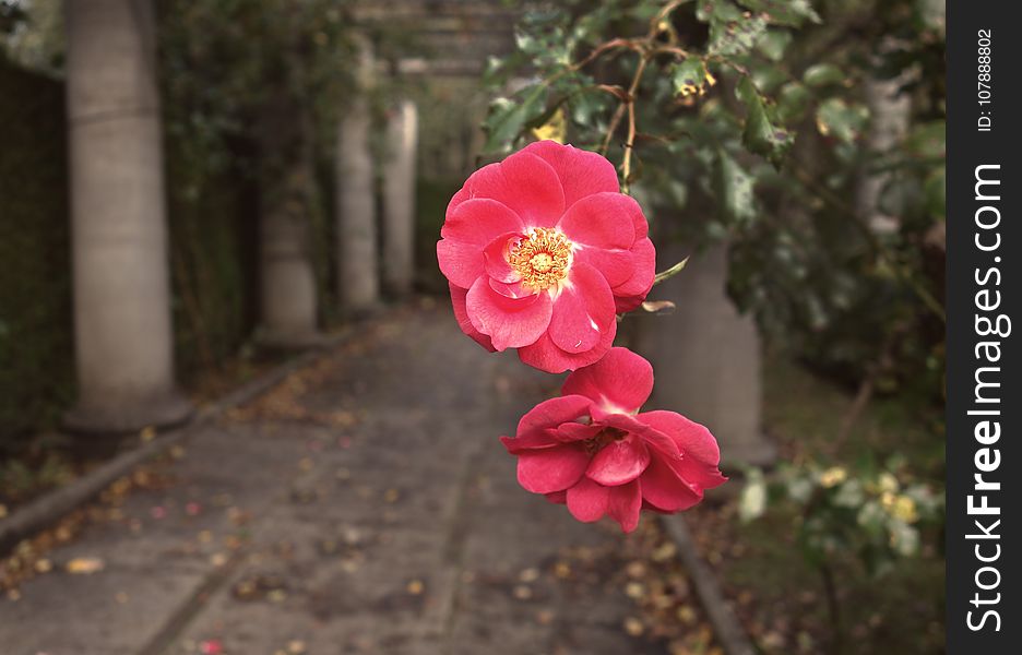 Flower, Plant, Pink, Flowering Plant