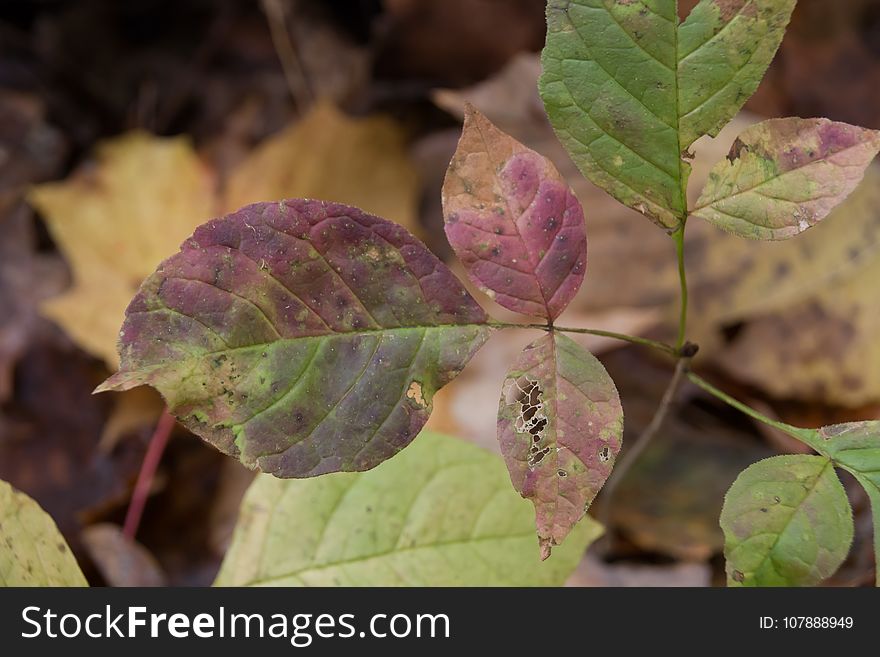 Leaf, Plant, Flora, Autumn