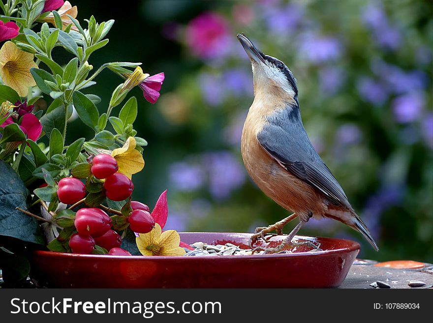 Bird, Fauna, Beak, Flora