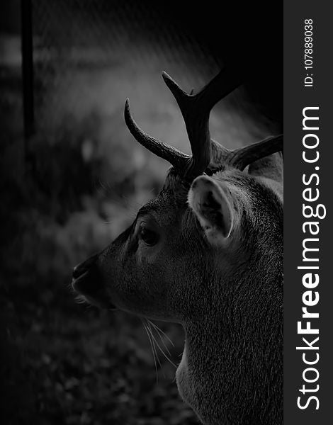 Wildlife, Black, Black And White, Monochrome Photography