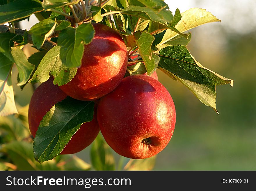 Fruit, Apple, Produce, Fruit Tree