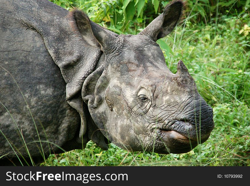 Male grown-up rhinoceros in Chitwan national park Nepal. Male grown-up rhinoceros in Chitwan national park Nepal