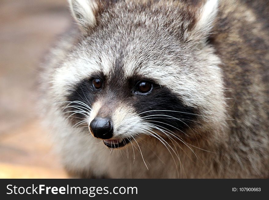 Raccoon, Procyonidae, Mammal, Fauna