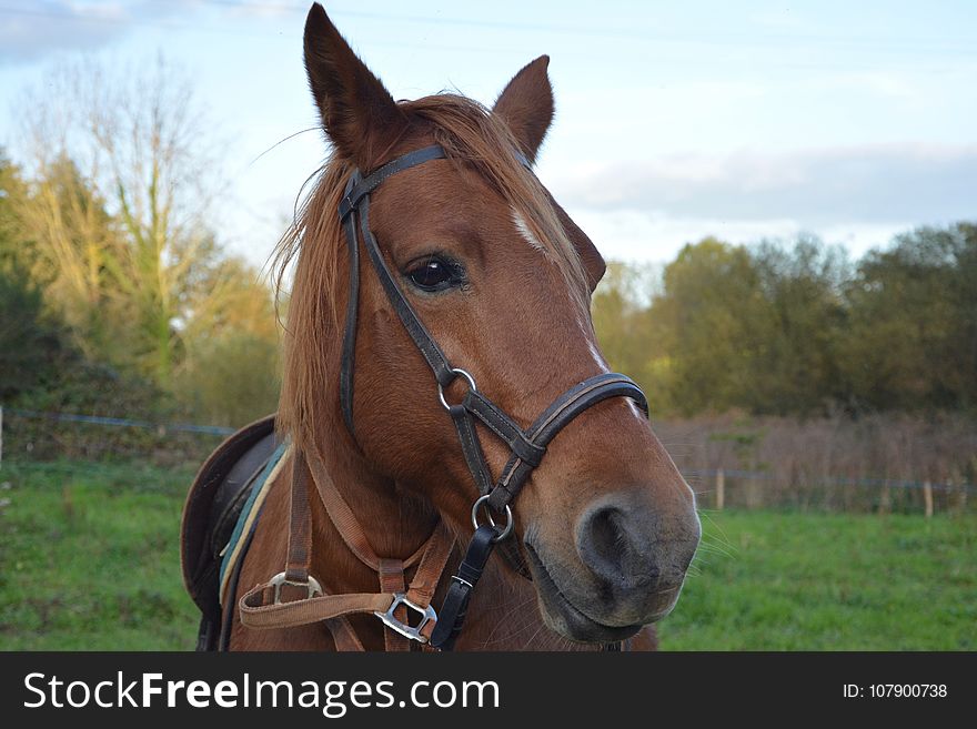 Horse, Halter, Bridle, Horse Tack