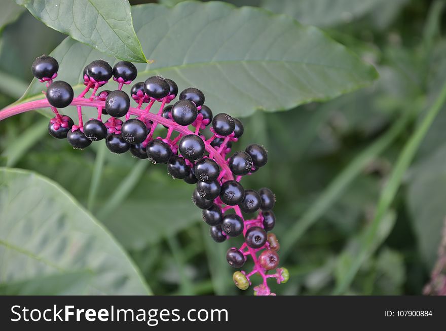 Berry, Phytolaccaceae, Fruit, Plant
