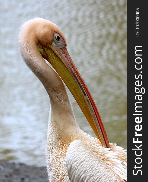 Pelican, Beak, Bird, Fauna