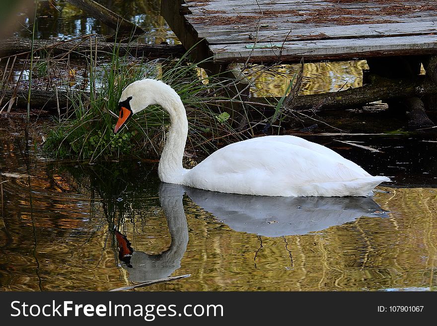 Reflection, Water, Swan, Bird