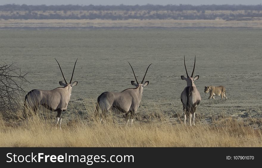 Wildlife, Fauna, Antelope, Ecosystem