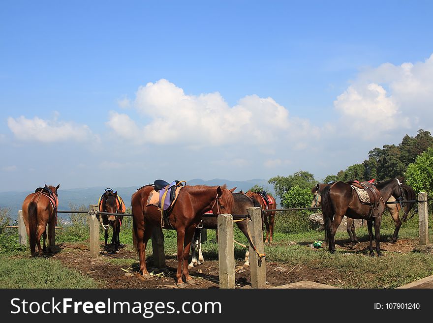 Grassland, Pasture, Horse, Herd