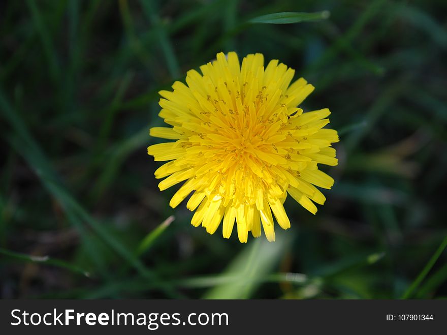 Flower, Yellow, Sow Thistles, Dandelion