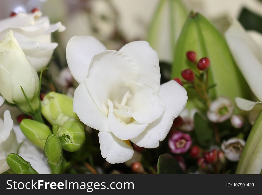 Flower, White, Plant, Flowering Plant