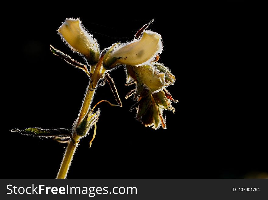 Flora, Flower, Plant, Macro Photography