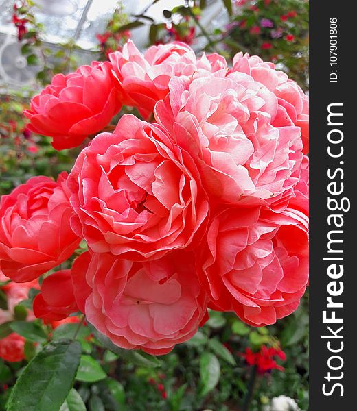 Rose, Flower, Rose Family, Garden Roses