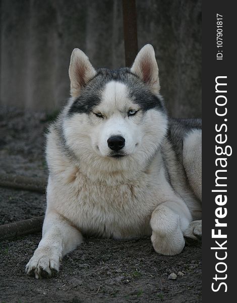 Dog Like Mammal, Siberian Husky, Dog Breed, Sakhalin Husky