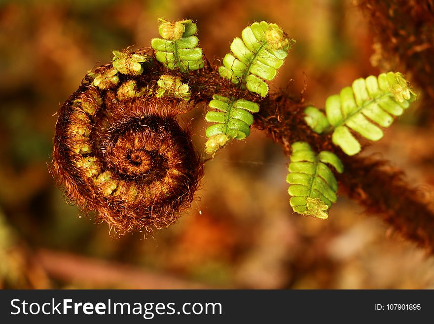 Vegetation, Close Up, Ferns And Horsetails, Macro Photography
