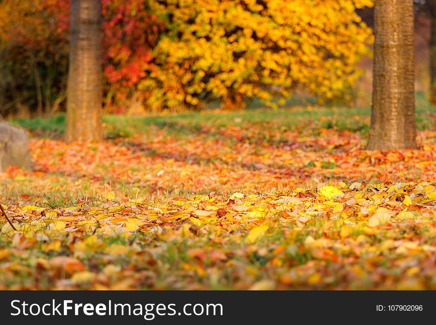 Nature, Autumn, Leaf, Deciduous