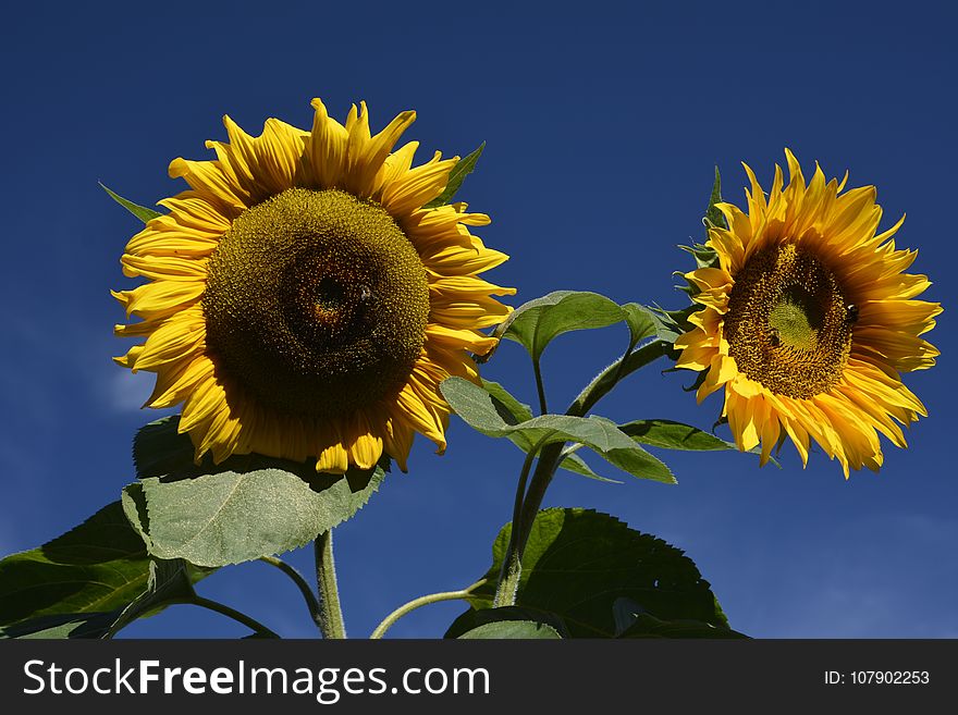 Sunflower, Flower, Yellow, Sunflower Seed