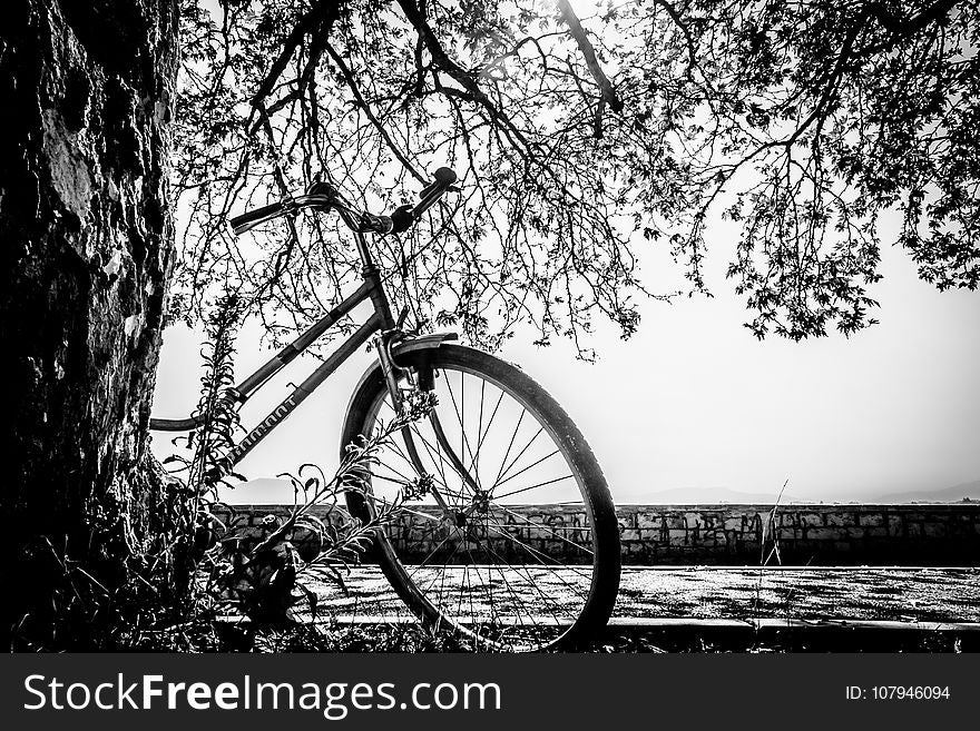 Tree, Bicycle, Land Vehicle, Black And White