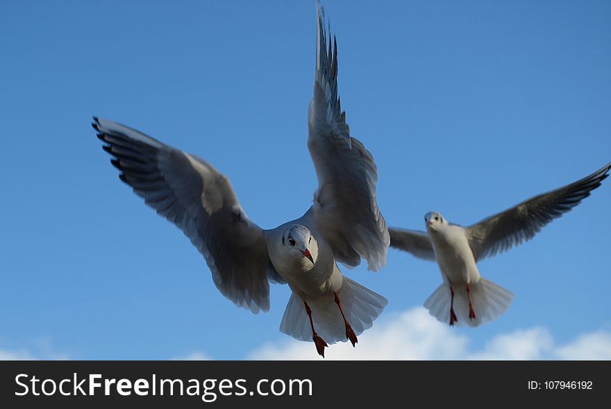 Bird, Sky, Fauna, Beak