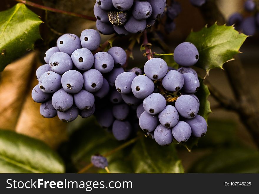 Grape, Grapevine Family, Blueberry, Fruit