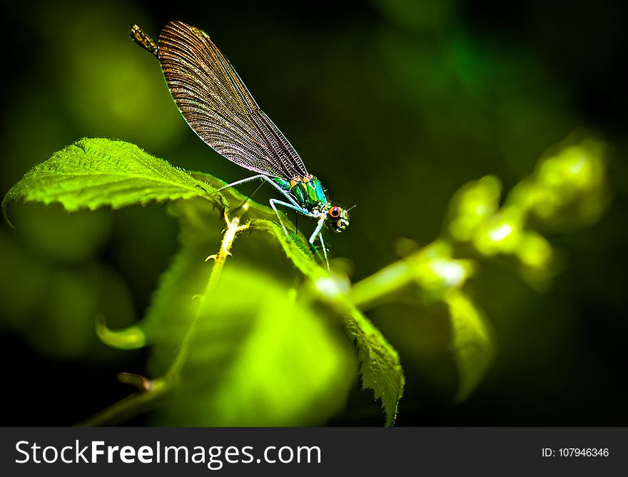 Dragonfly, Insect, Damselfly, Dragonflies And Damseflies