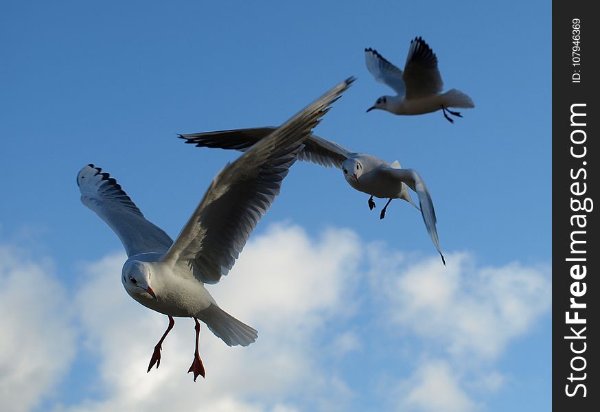 Bird, Gull, Sky, Seabird