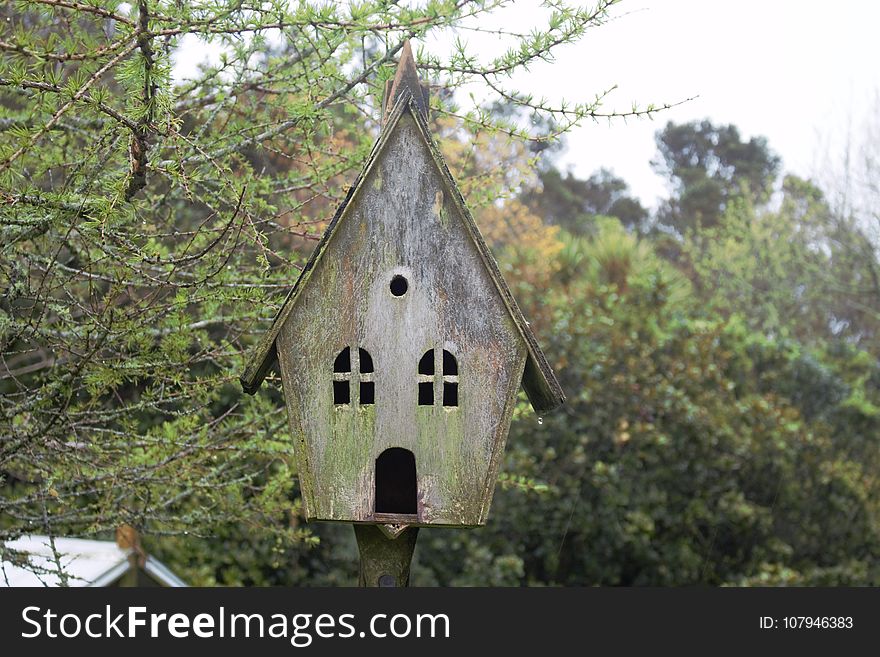 Tree, House, Chapel, Outdoor Structure